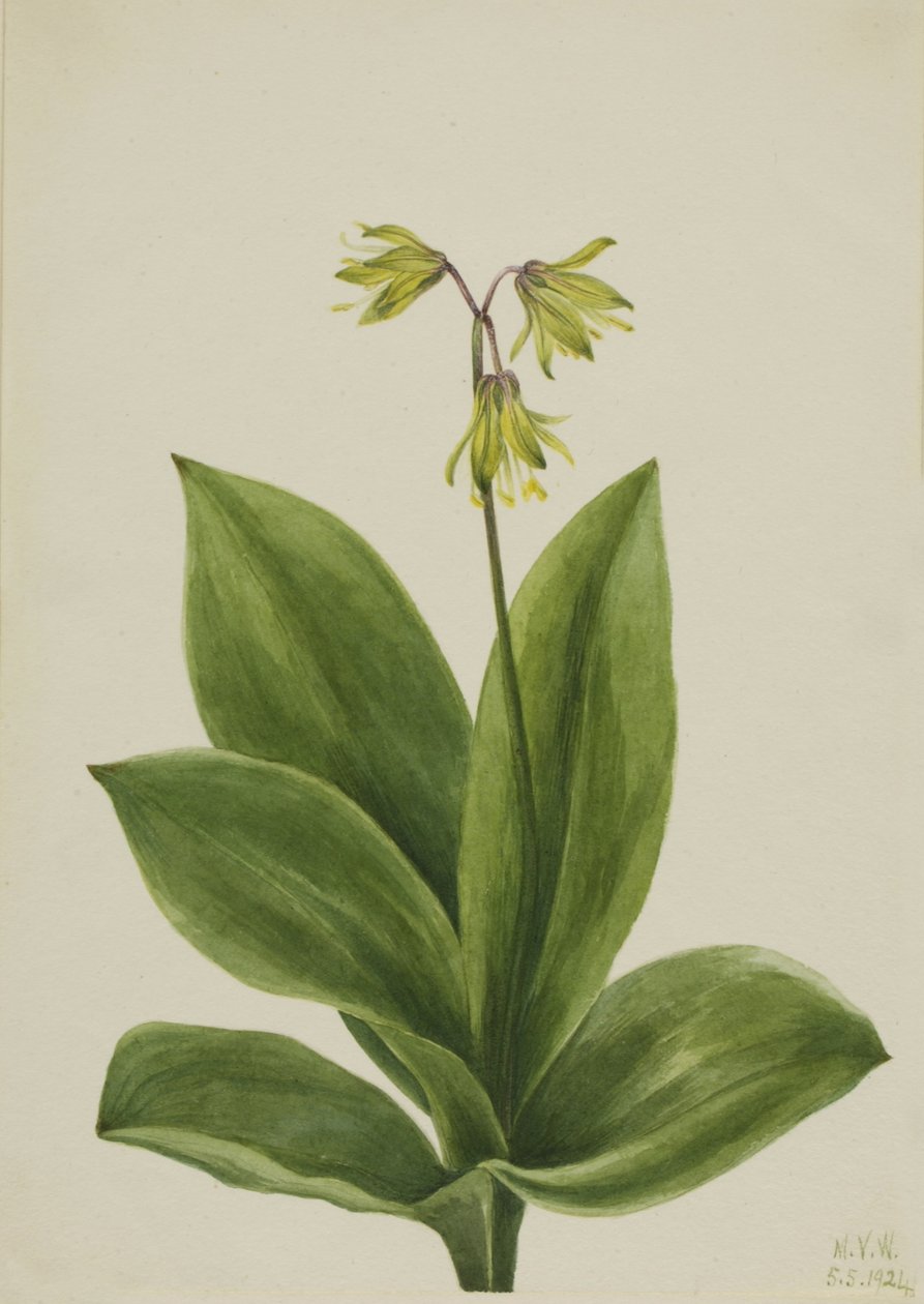 Blaue Perle (Clintonia borealis) von Mary Vaux Walcott
