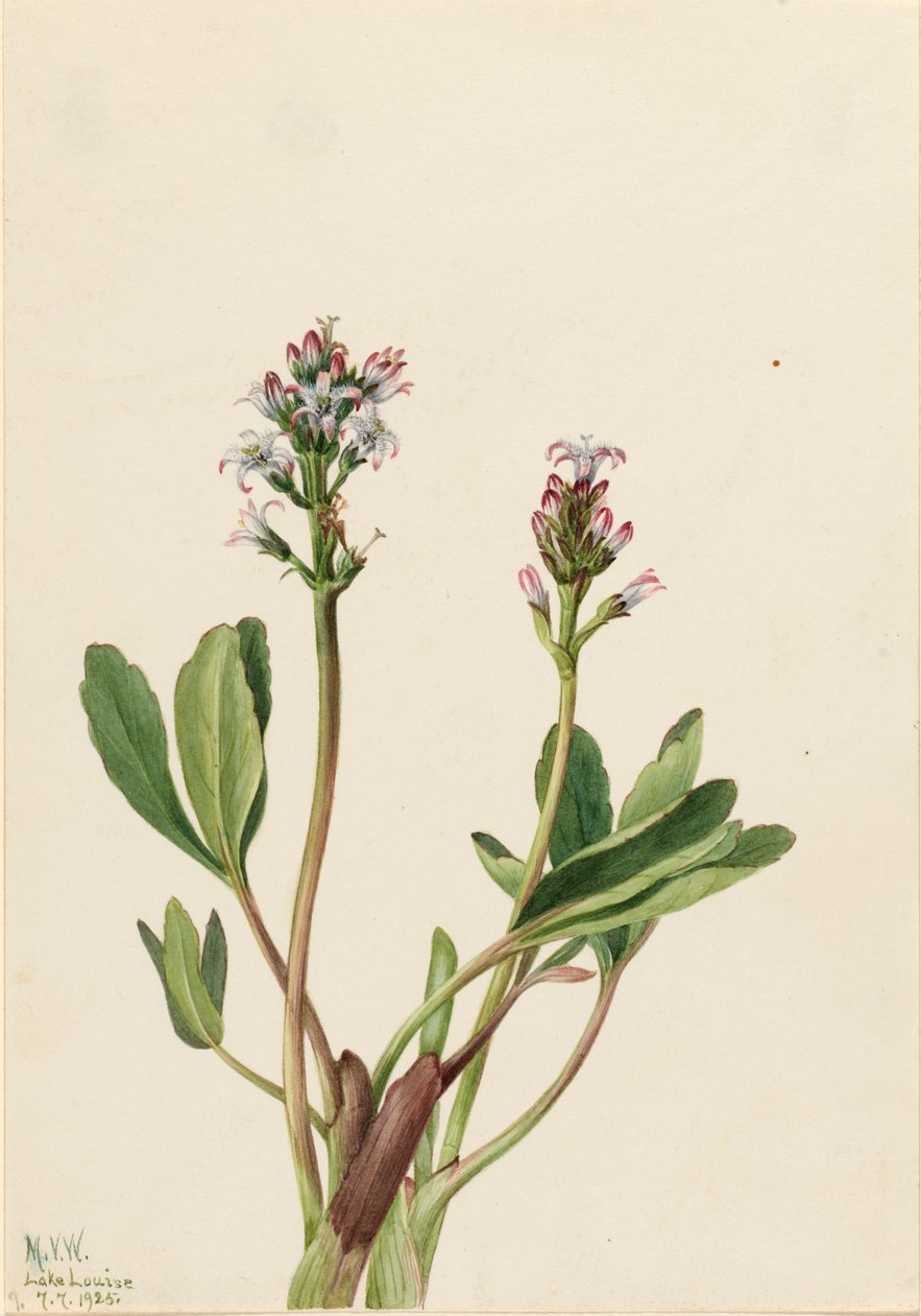 Fieberklee Menyanthes trifoliata, 1925 von Mary Vaux Walcott