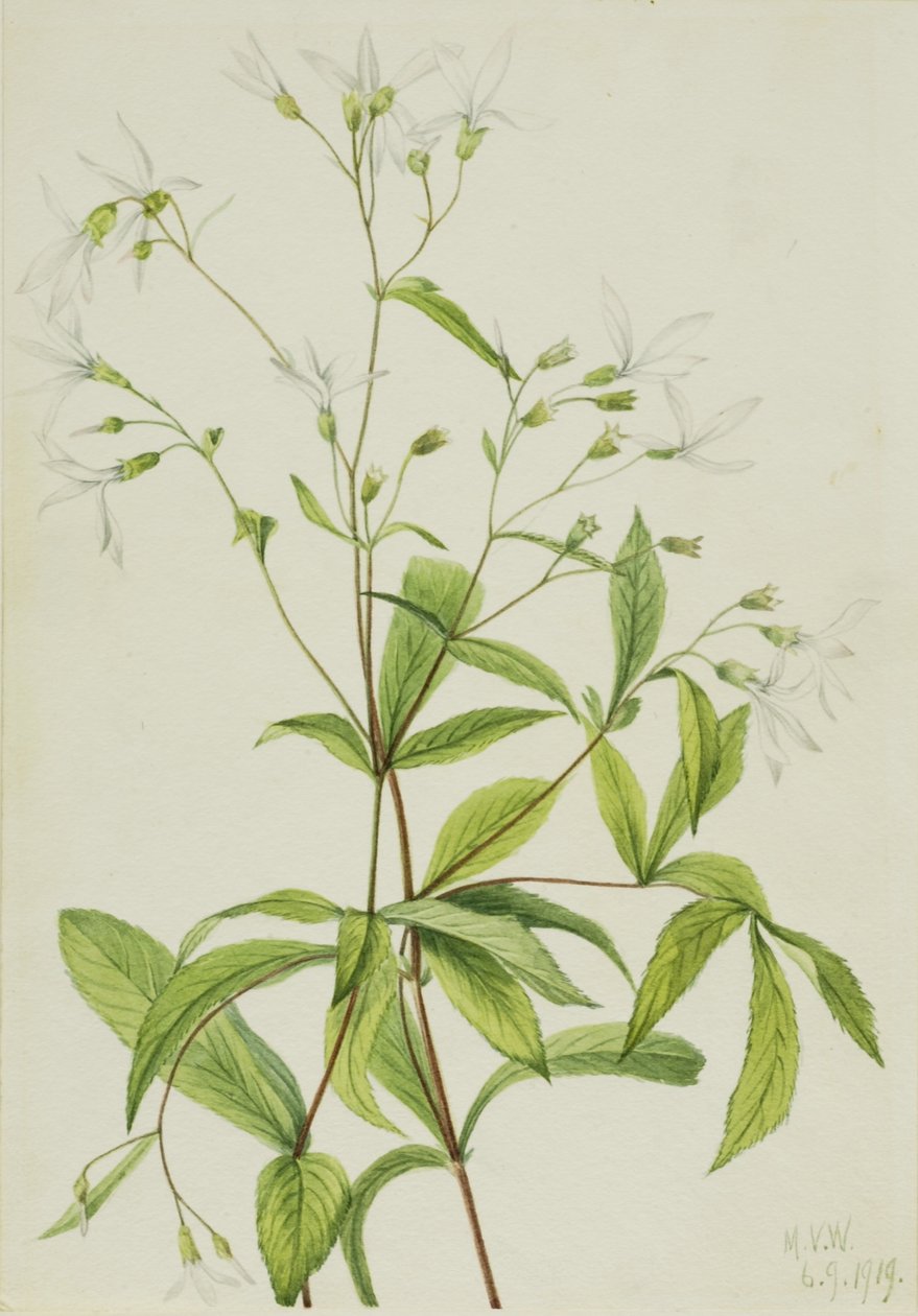 Bowmanswurzel (Porteranthus trifoliatus) von Mary Vaux Walcott