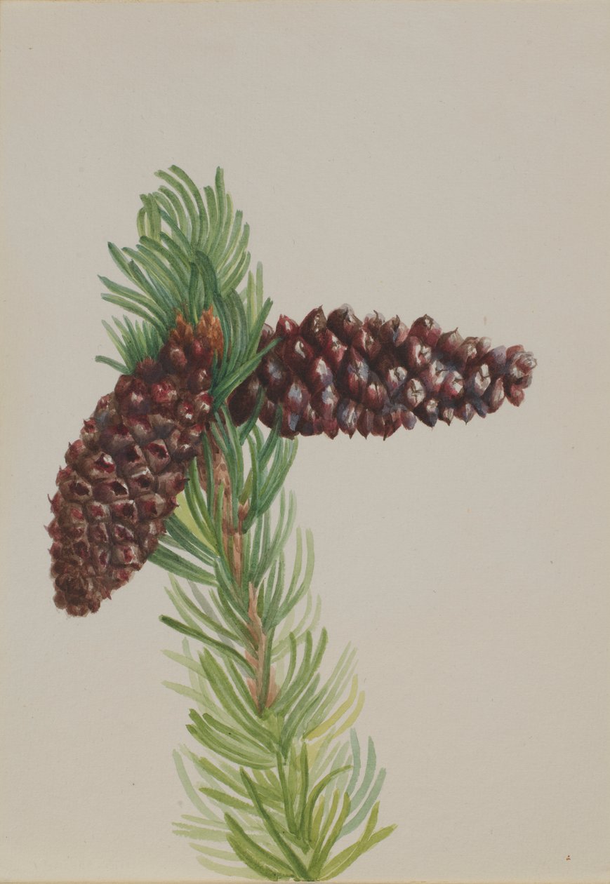 Borsten-Kiefer (Pinus aristata) von Mary Vaux Walcott
