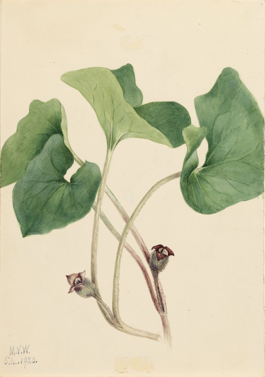 Kanadischer Wild-Ingwer (Asarum canadense) von Mary Vaux Walcott