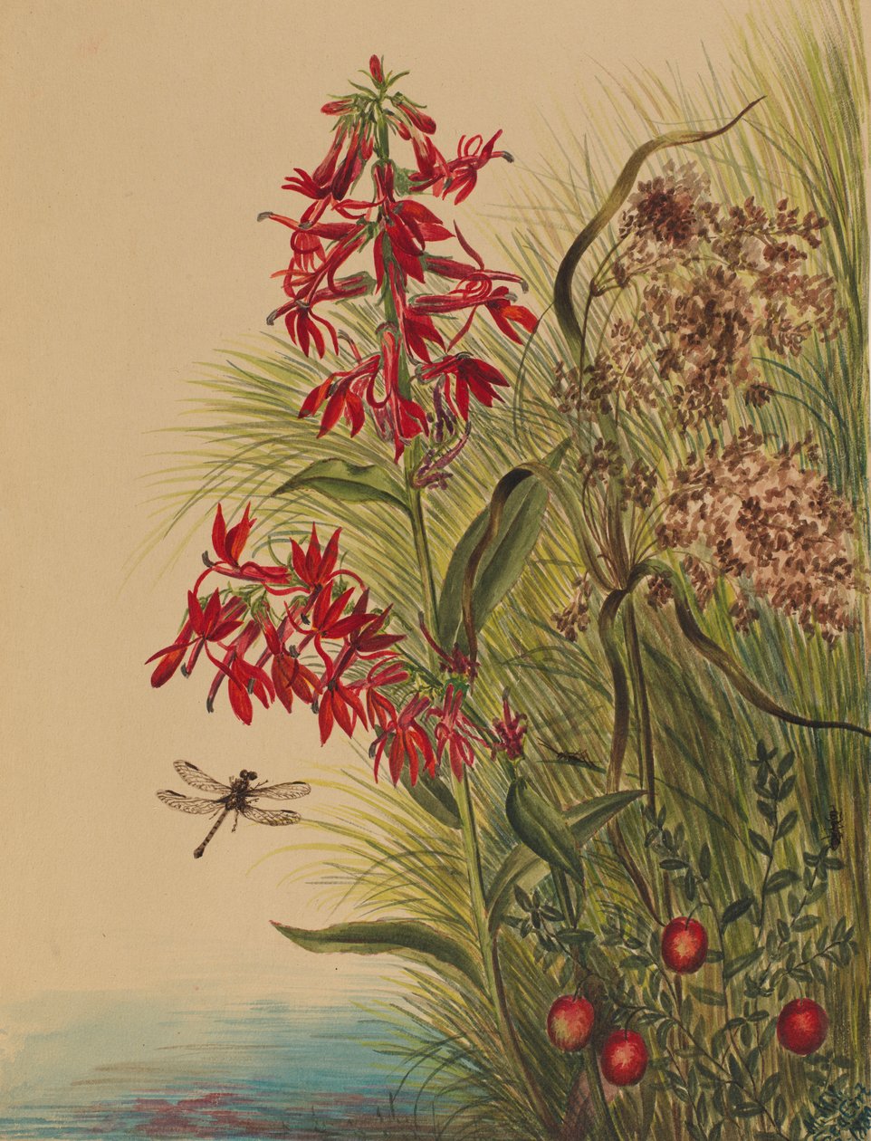 Kardinalblume (Lobelia cardinalis) von Mary Vaux Walcott