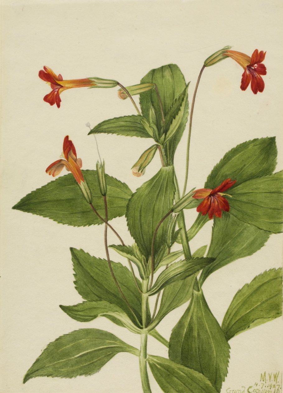 Kardinales Affenblume (Mimulus cardinalis) von Mary Vaux Walcott
