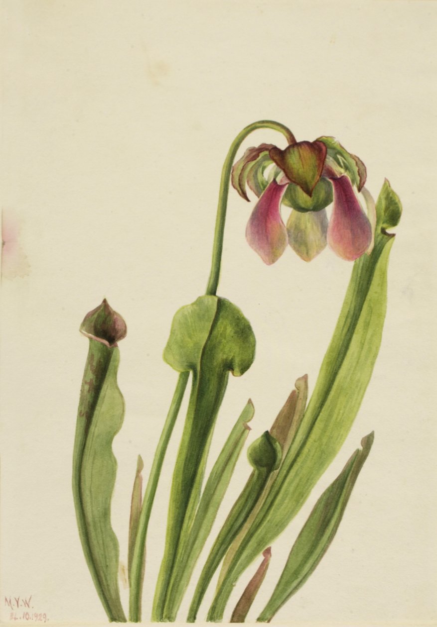 Catesby-Schlauchpflanze Sarracenia catesaei, 1929 von Mary Vaux Walcott