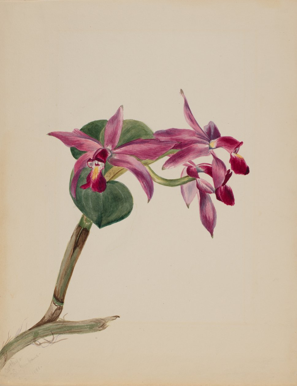 Cattlaya superbus, 1881 von Mary Vaux Walcott