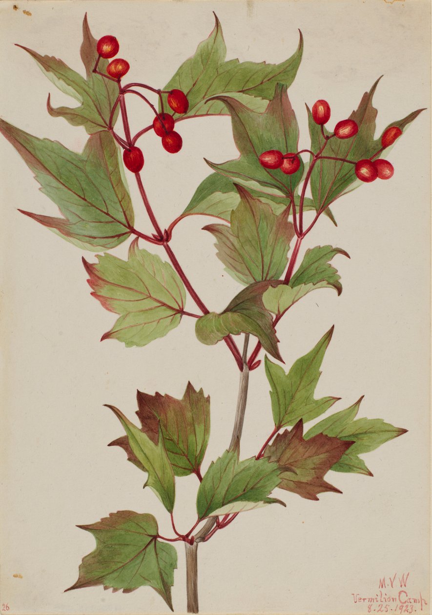 Cranberrybusch (Viburnum pauciflorum) von Mary Vaux Walcott