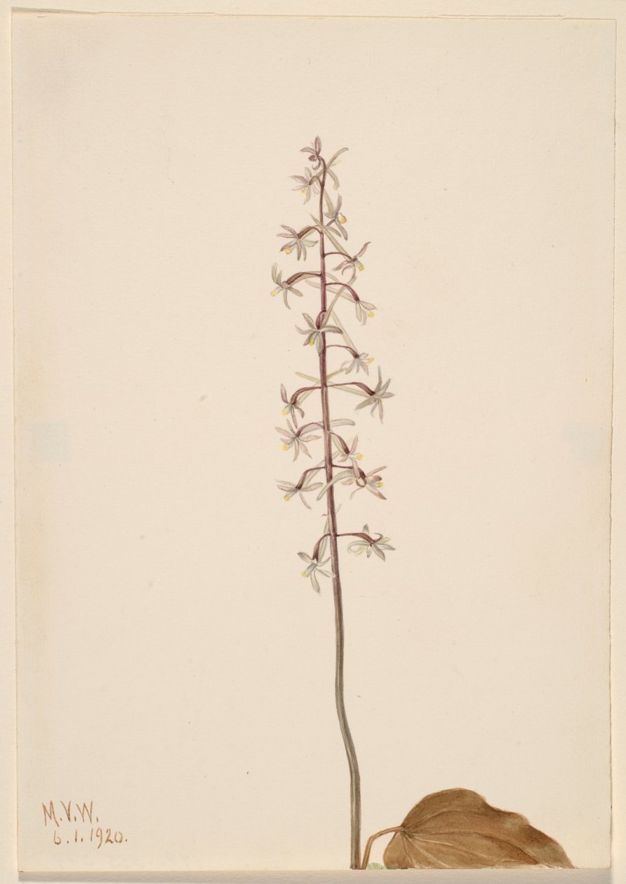 Kranichfliegen-Orchis (Tipularia uniflora) von Mary Vaux Walcott