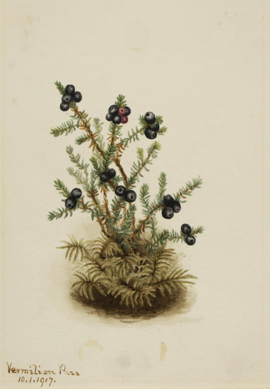Krähenbeere Empetrum nigrum von Mary Vaux Walcott