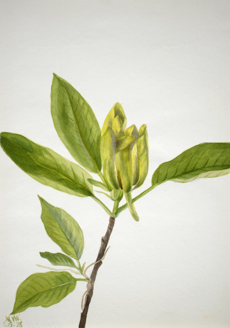Gurkenbaum Magnolia scuminata, 1938 von Mary Vaux Walcott