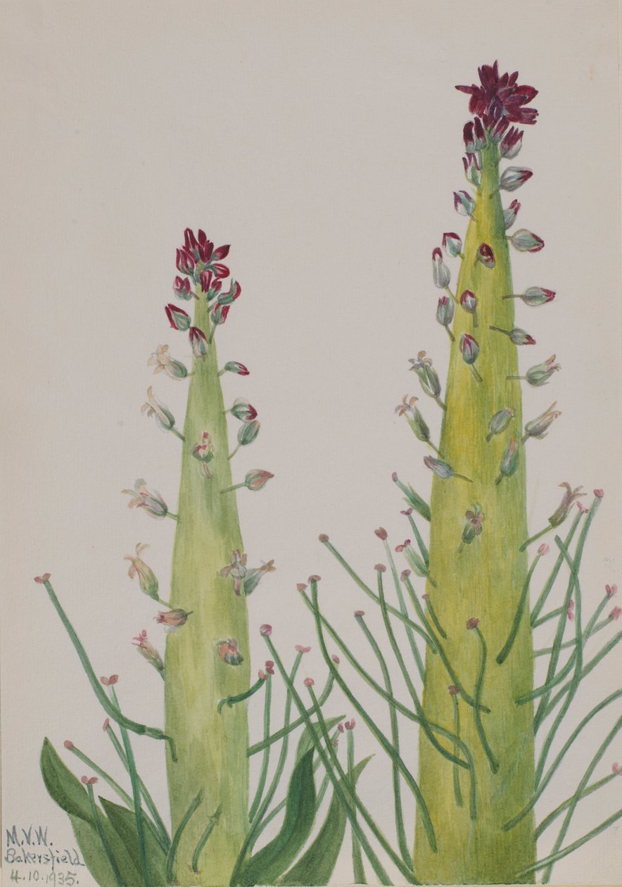 Wüstenkerze (Caulanthus inflatus) von Mary Vaux Walcott