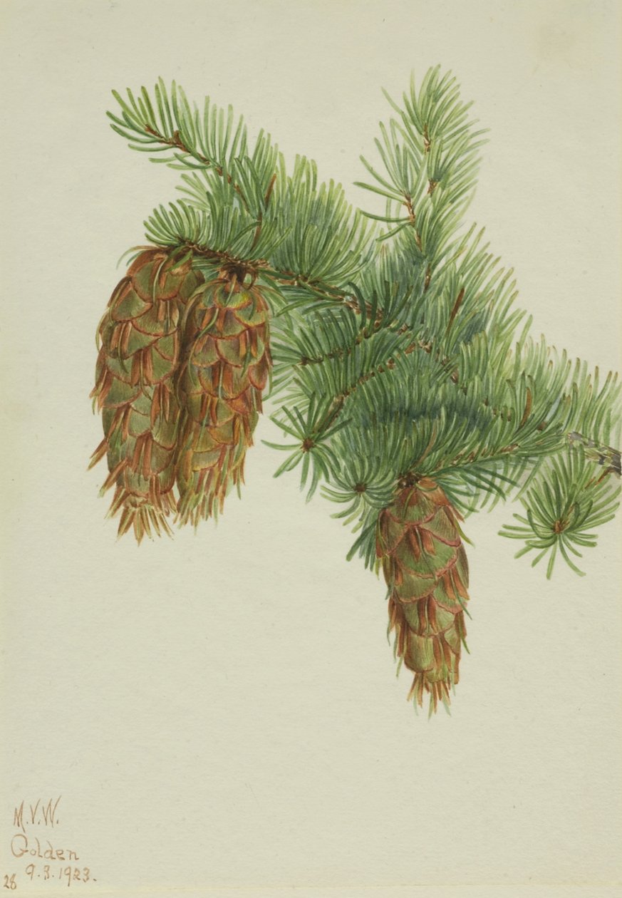 Douglasie (Pseudotsuga mucronata) von Mary Vaux Walcott