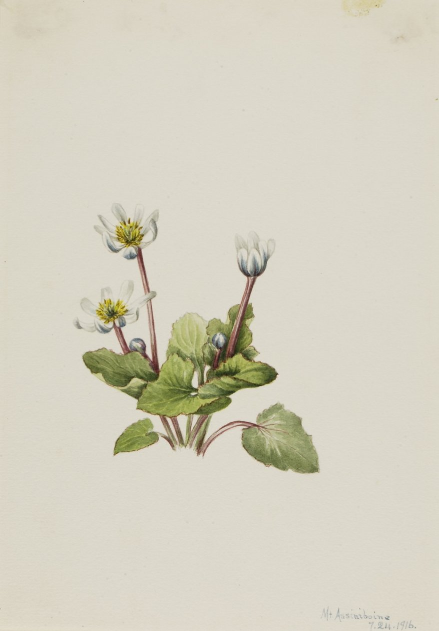 Elkslip (Caltha leptosepala) von Mary Vaux Walcott