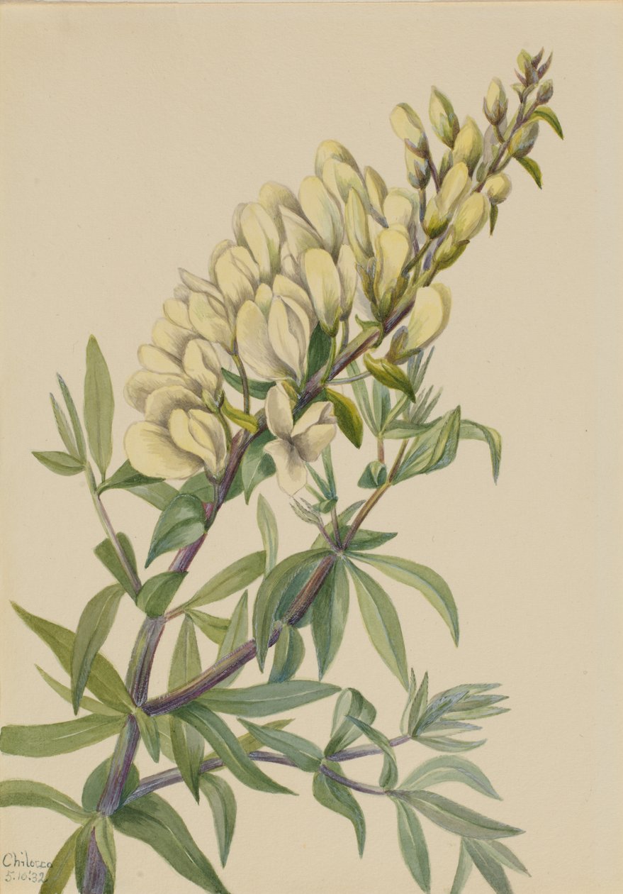 Falscher Indigo Baptista bructeata von Mary Vaux Walcott