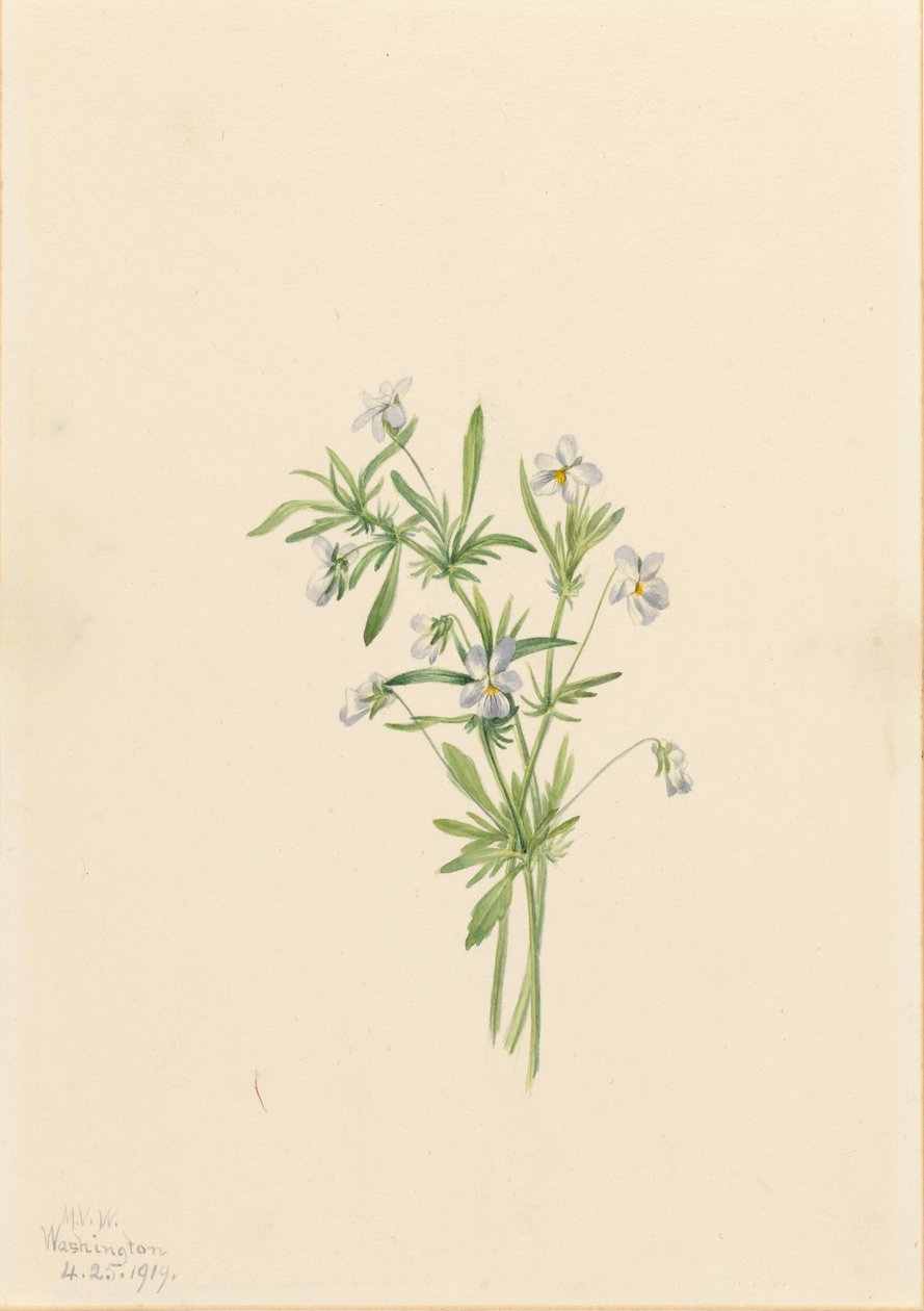 Feldveilchen (Viola rafinesquii) von Mary Vaux Walcott