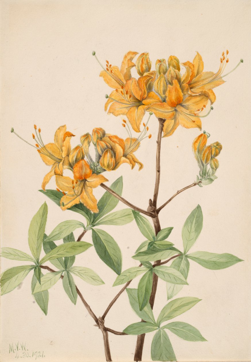 Flammen-Azalee Azalea lutea, 1921 von Mary Vaux Walcott