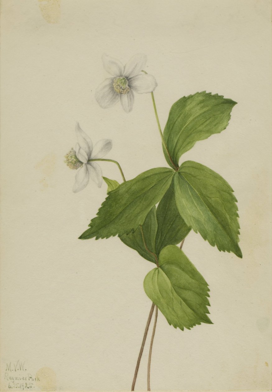 Wald-Anemone (Anemone deltoidea) von Mary Vaux Walcott