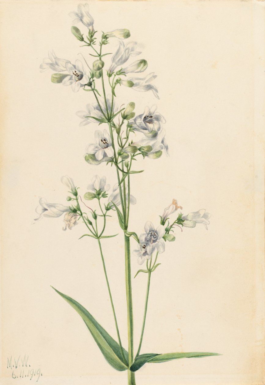 Fingerhut-Penstemon (Penstemon digitalis), 1919 von Mary Vaux Walcott