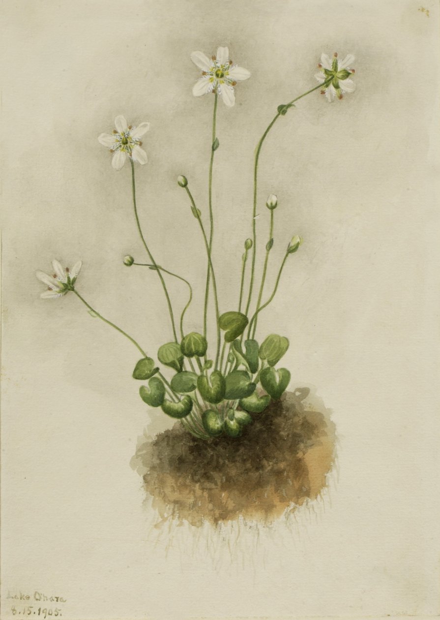 Fransenenzian (Parnassia fimbriata) von Mary Vaux Walcott