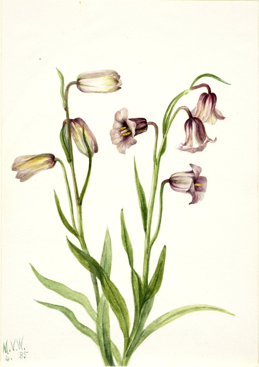 Fritillarie (Fritillaria biflora) von Mary Vaux Walcott