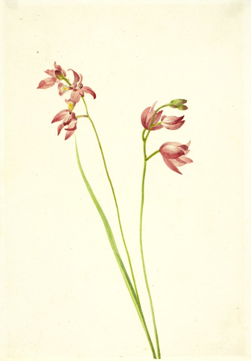 Gras-Pink Orchidee Limodorum tuberosum, n.d. von Mary Vaux Walcott
