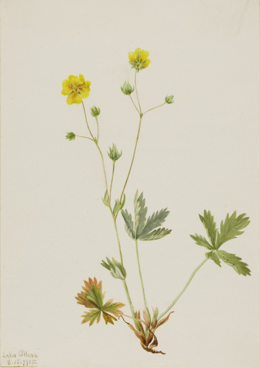 Graublatt-Fingerkraut (Potentilla glaucophylla) von Mary Vaux Walcott