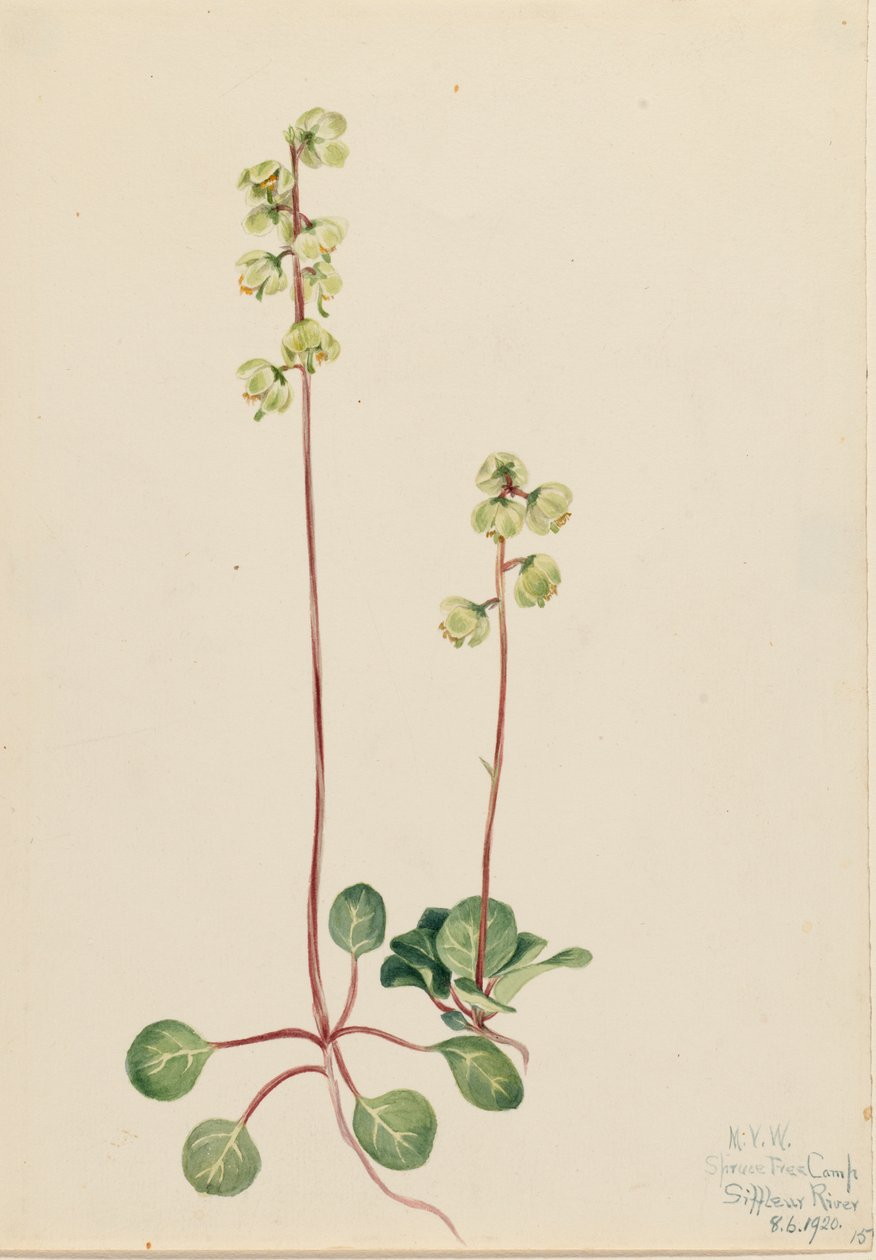 Grüne Pyrola Pyrola chlorantha, 1920 von Mary Vaux Walcott