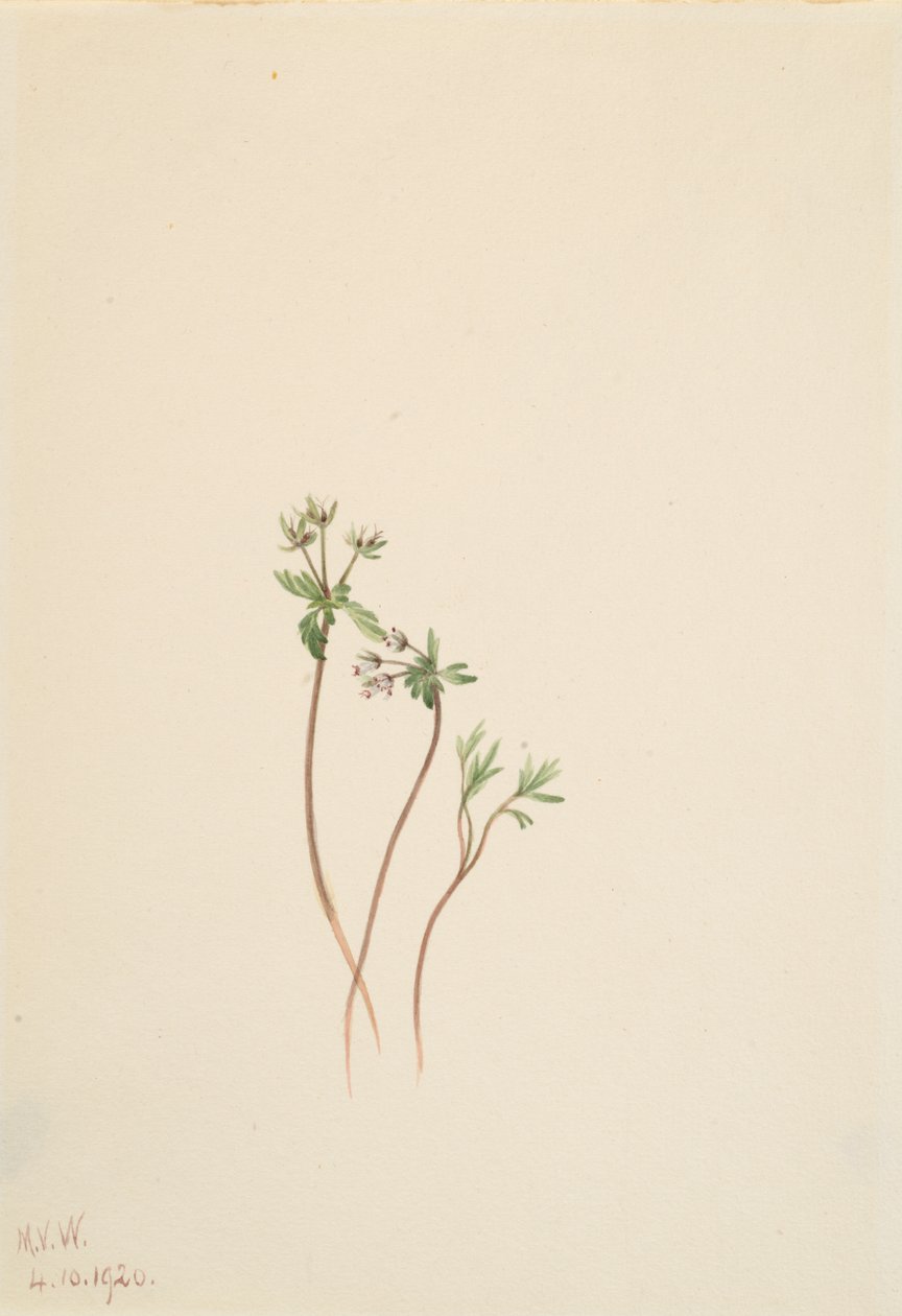 Frühlingsbote Erigenia bulbosa von Mary Vaux Walcott
