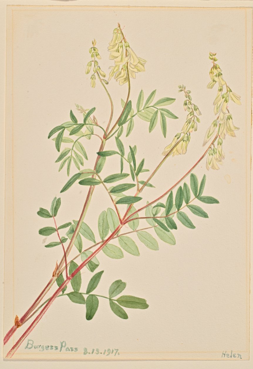 Hedysarum Hedysarum sulphurescens, 1917 von Mary Vaux Walcott