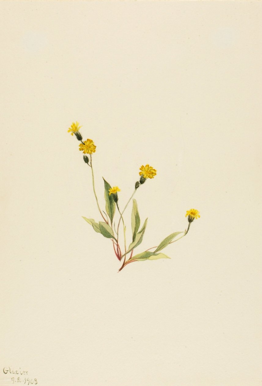 Heieracium gracile von Mary Vaux Walcott