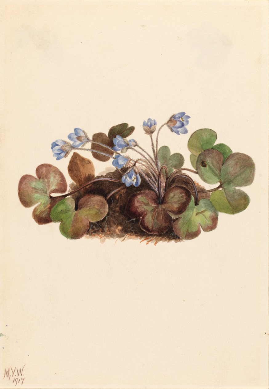 Leberblümchen Hepatica americana von Mary Vaux Walcott