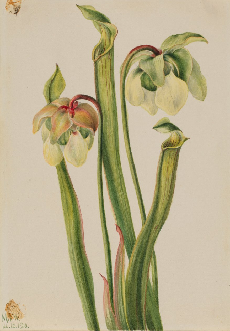 Hybride Kannenpflanze (Sarracenia minor) von Mary Vaux Walcott