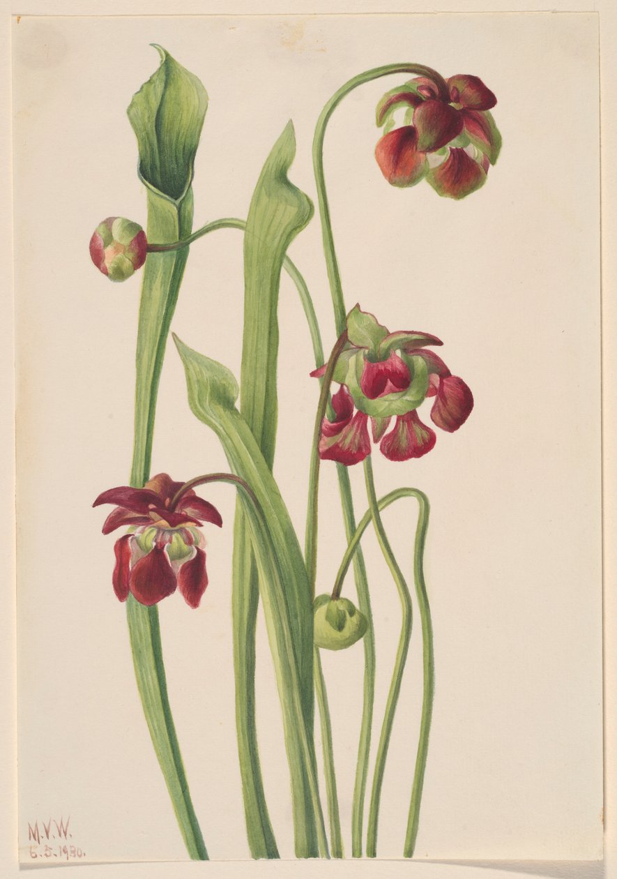 Hybrider Kannenpflanze von Mary Vaux Walcott
