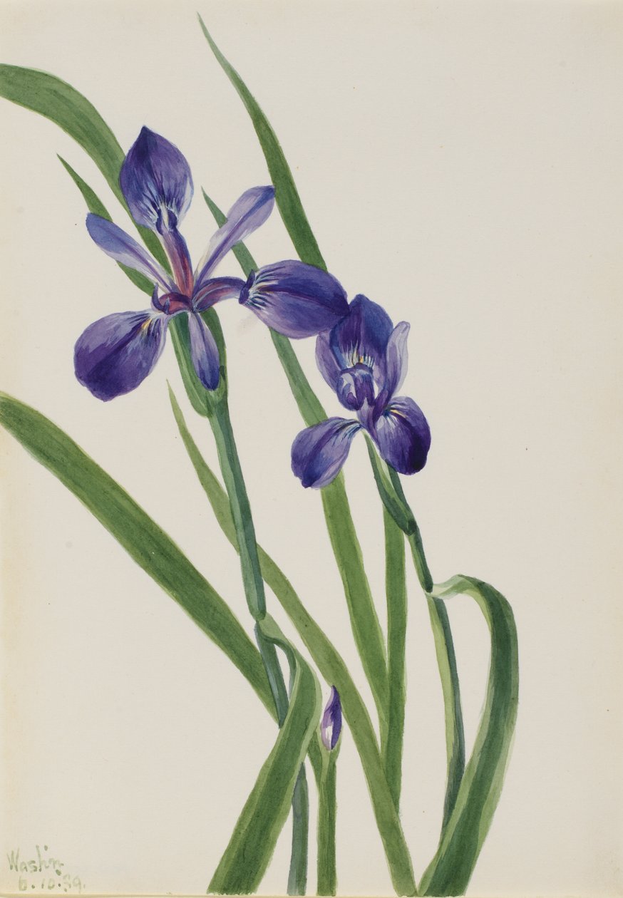 Iris von Mary Vaux Walcott