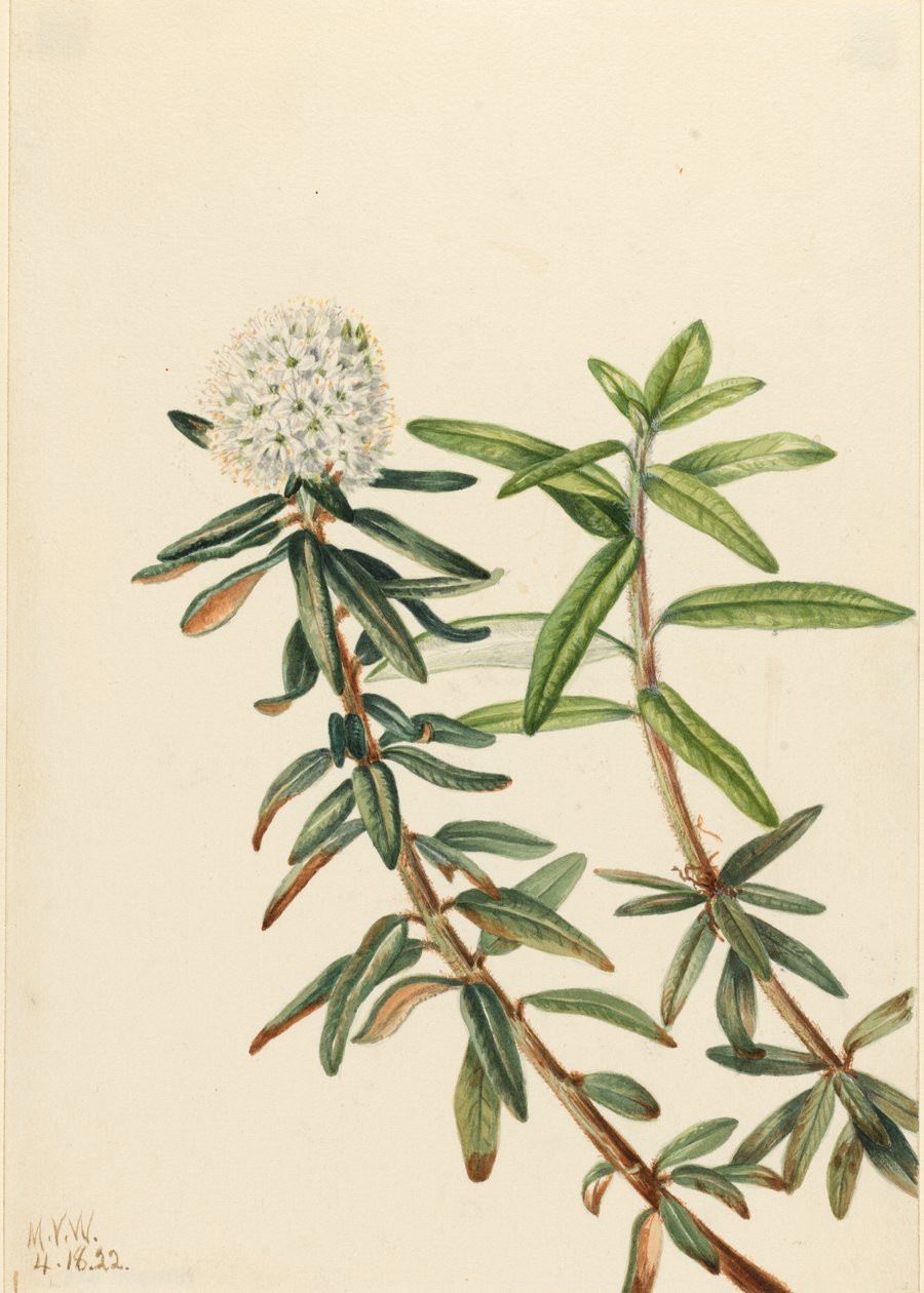 Labrador-Tee (Ledum groenlandicum) von Mary Vaux Walcott