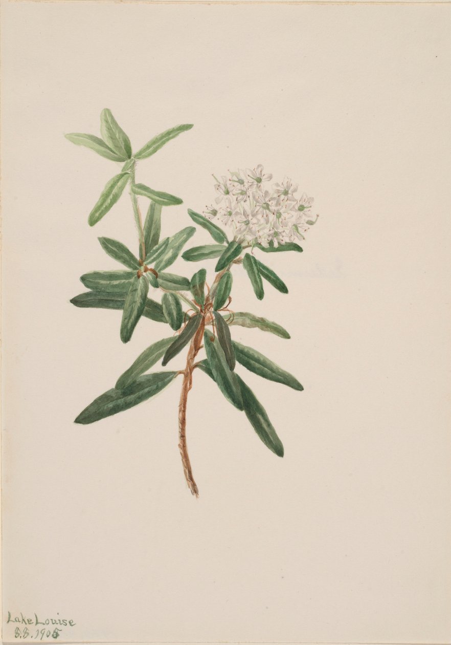 Labrador-Tee (Ledum groenlandicum) von Mary Vaux Walcott