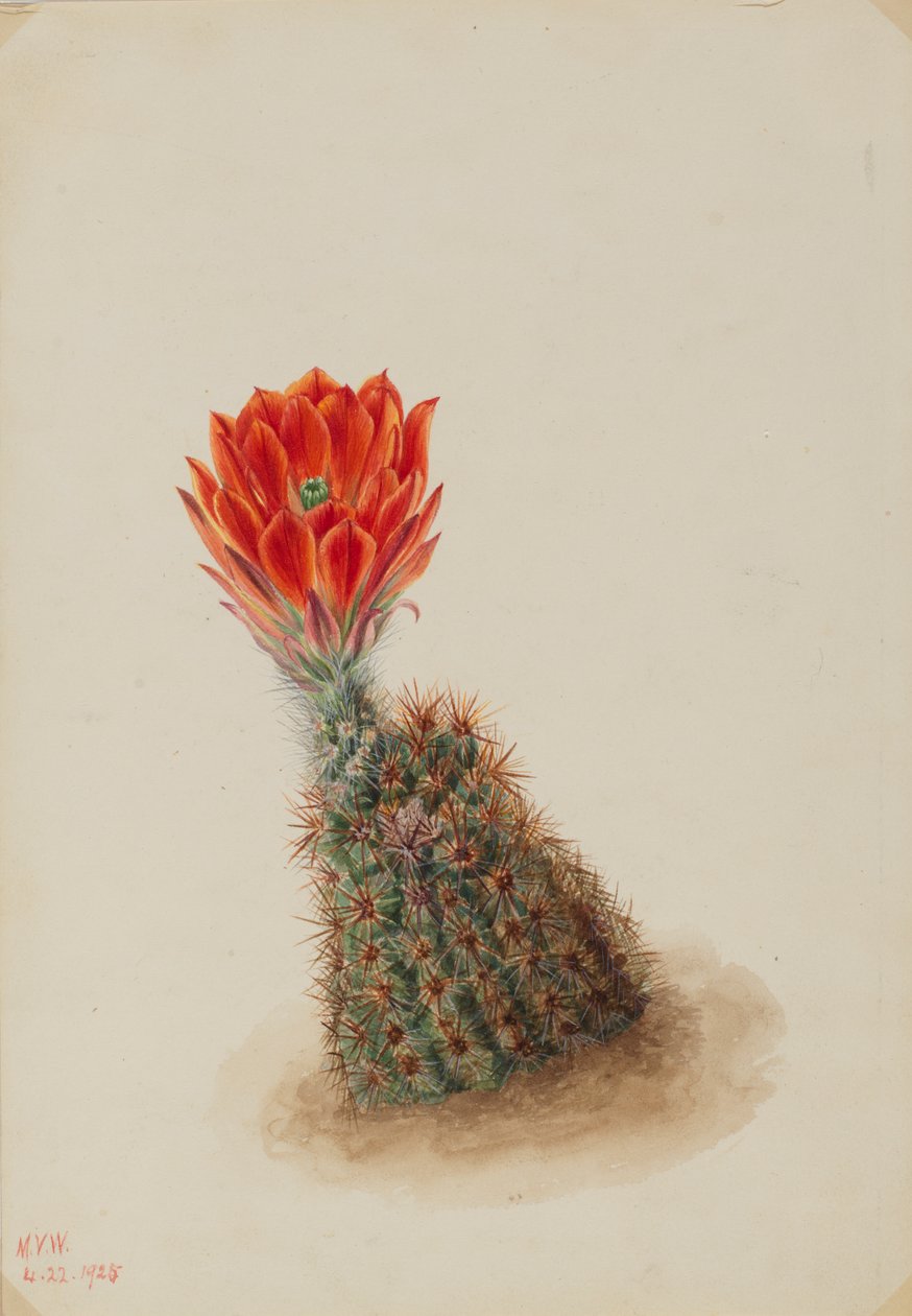 Lloyds Erdbeer-Kaktus Echinocereus lloydii, 1925. von Mary Vaux Walcott