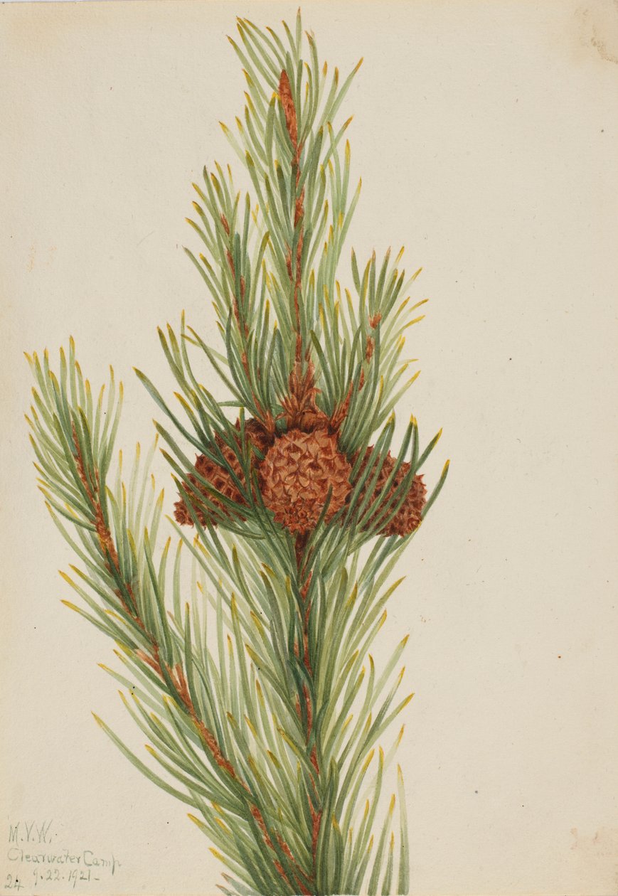 Drehkiefer (Pinus Contorta murrayana) von Mary Vaux Walcott