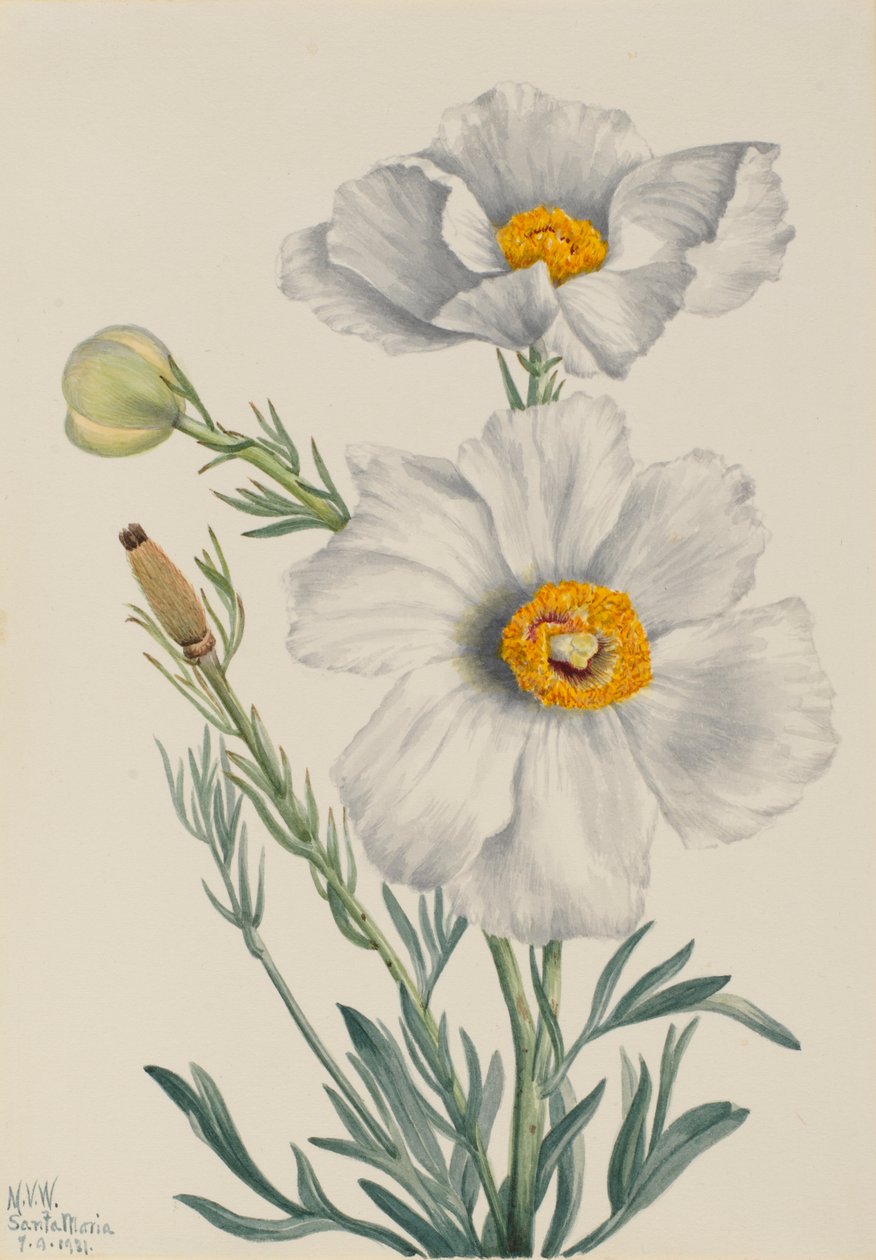 Matilija-Mohn (Romneya coulteri) von Mary Vaux Walcott