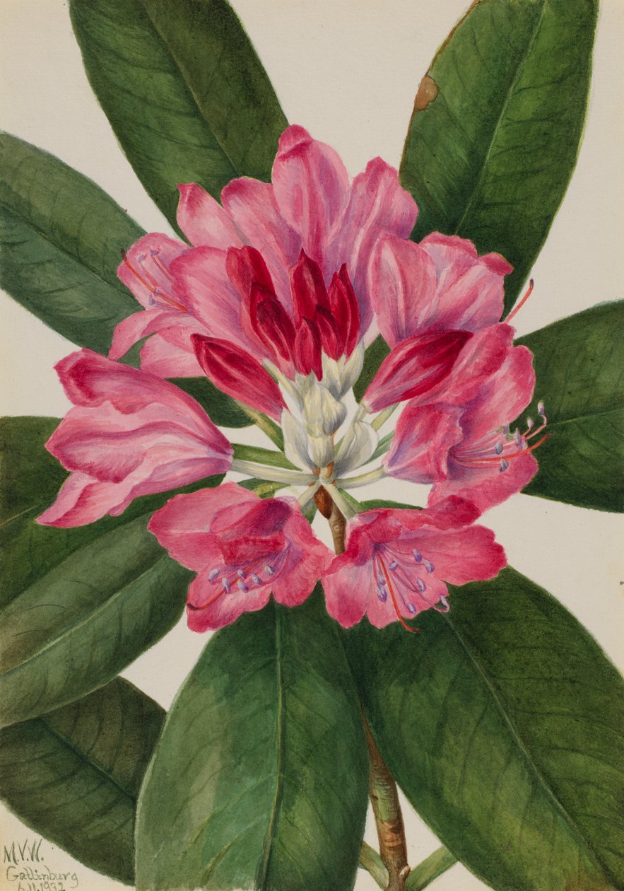 Berg-Rosenbay von Mary Vaux Walcott