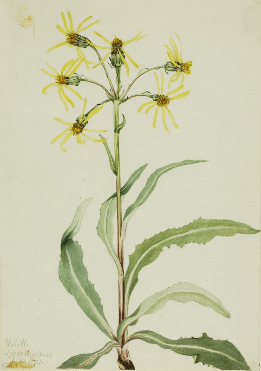 Trauer-Greiskraut (Senecio lugens) von Mary Vaux Walcott