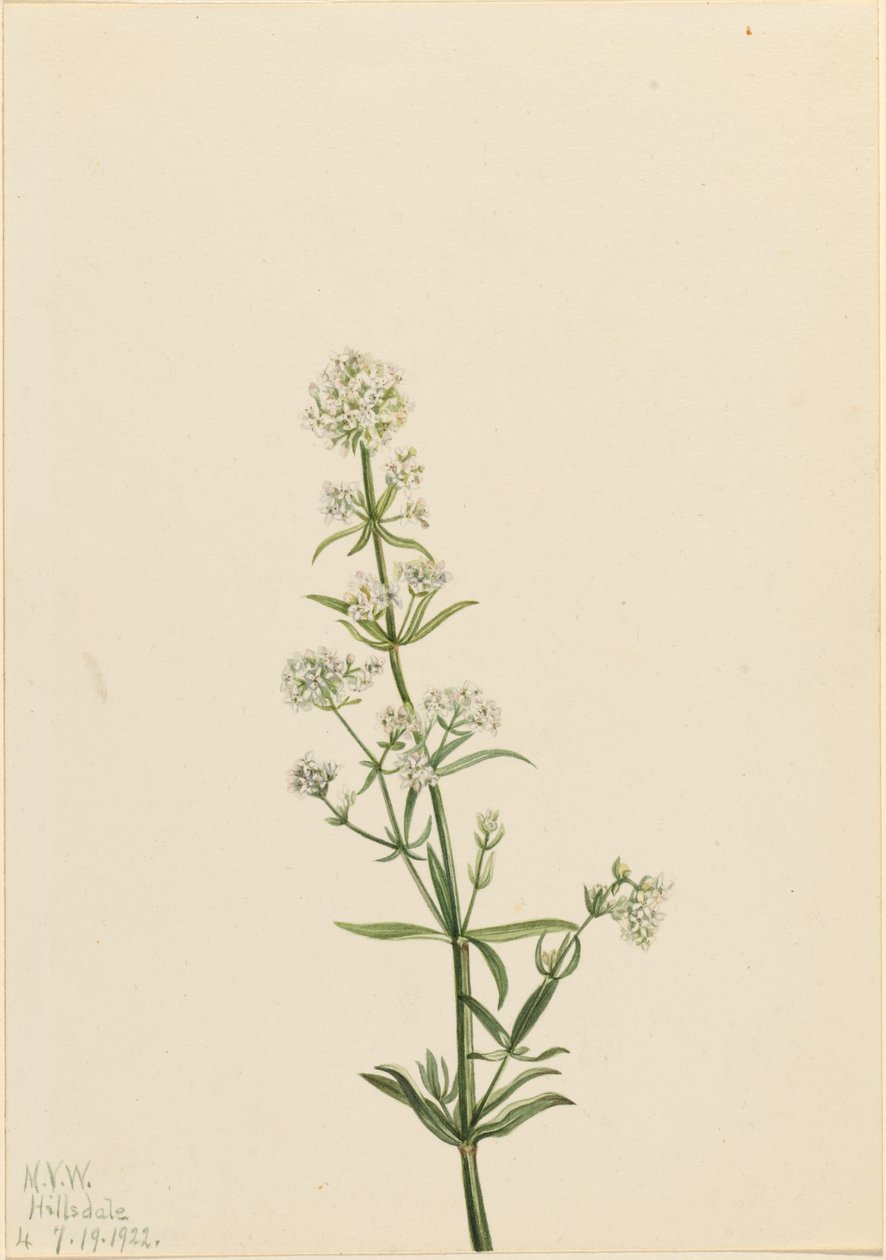 Nordisches Labkraut (Galium boreale) von Mary Vaux Walcott