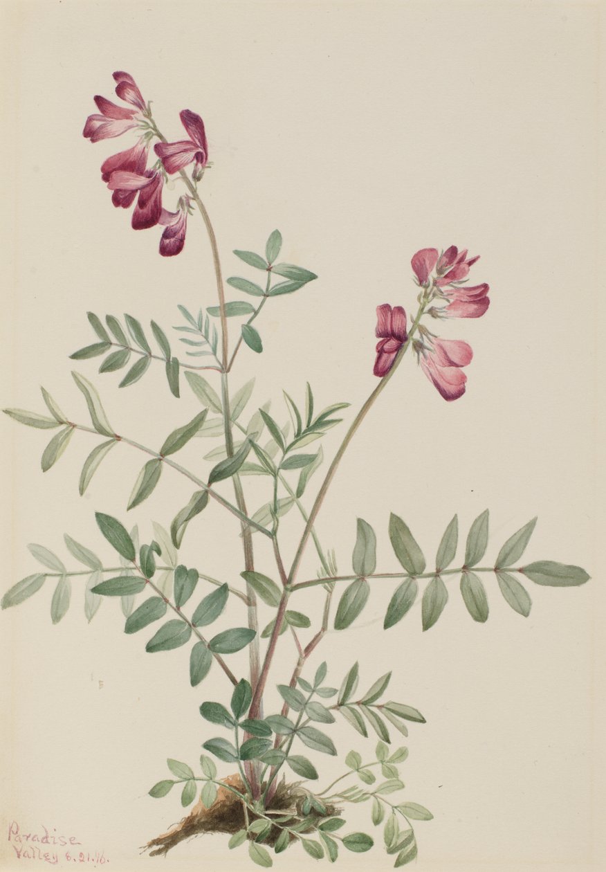 Nördliches Hedysarum (Hedysarum boreale) von Mary Vaux Walcott