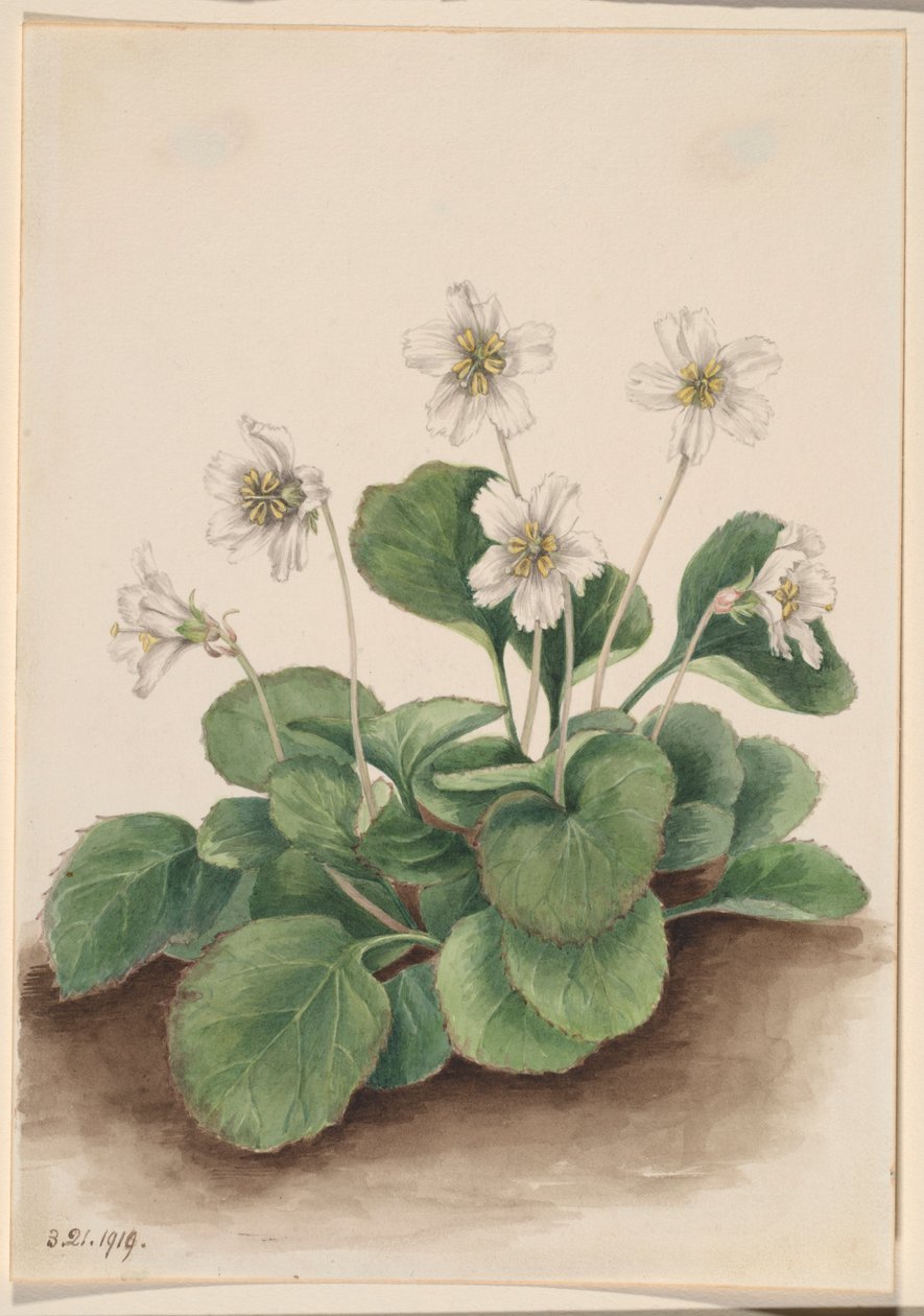 Oconee-Bells (Shortia galacifolia) von Mary Vaux Walcott