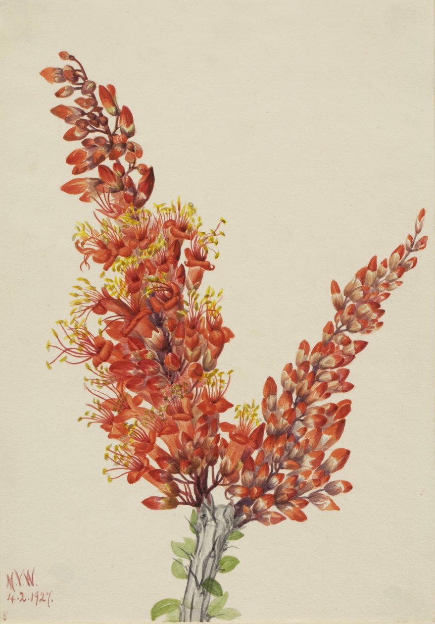 Ocotillo Fouquieria splendens von Mary Vaux Walcott
