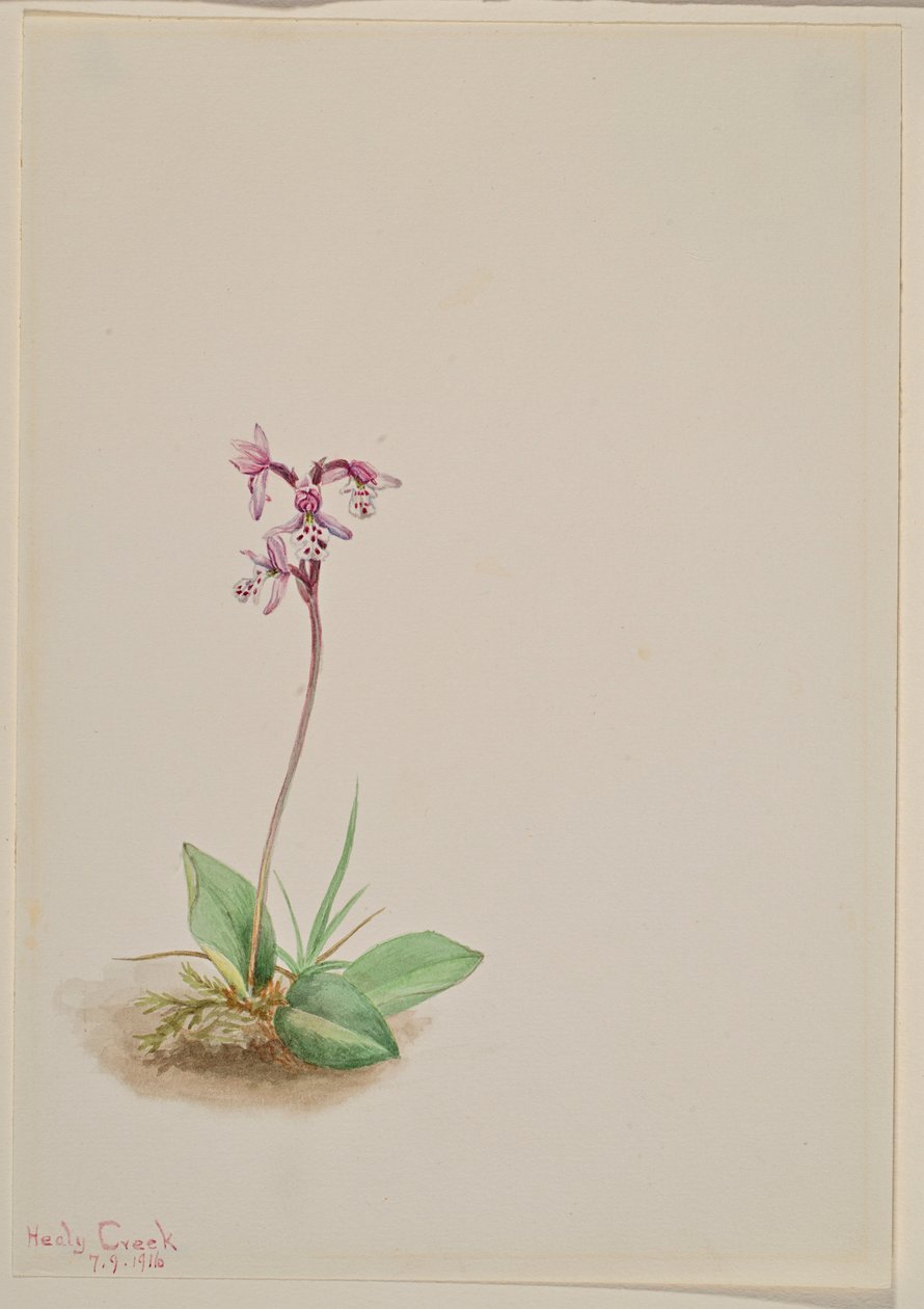 Orchis (Orchis rotundifolia) von Mary Vaux Walcott