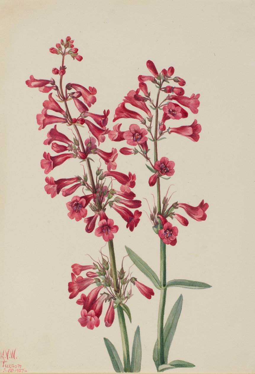 Parrys Bartfaden (Penstemon parryi) von Mary Vaux Walcott
