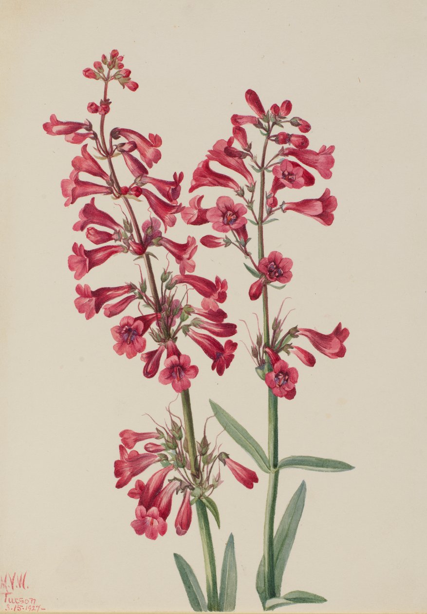 Parrys Penstemon Penstemon parryi, 1927 von Mary Vaux Walcott