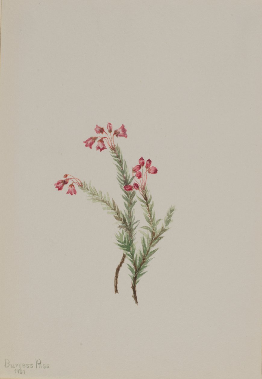 Rosa Heidekraut (Phyllodoce empetriformis) von Mary Vaux Walcott
