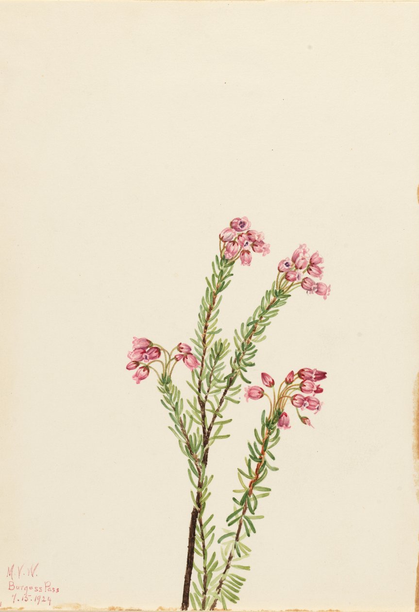 Rosa Bergheide (Phyllodoce empetriformis) von Mary Vaux Walcott