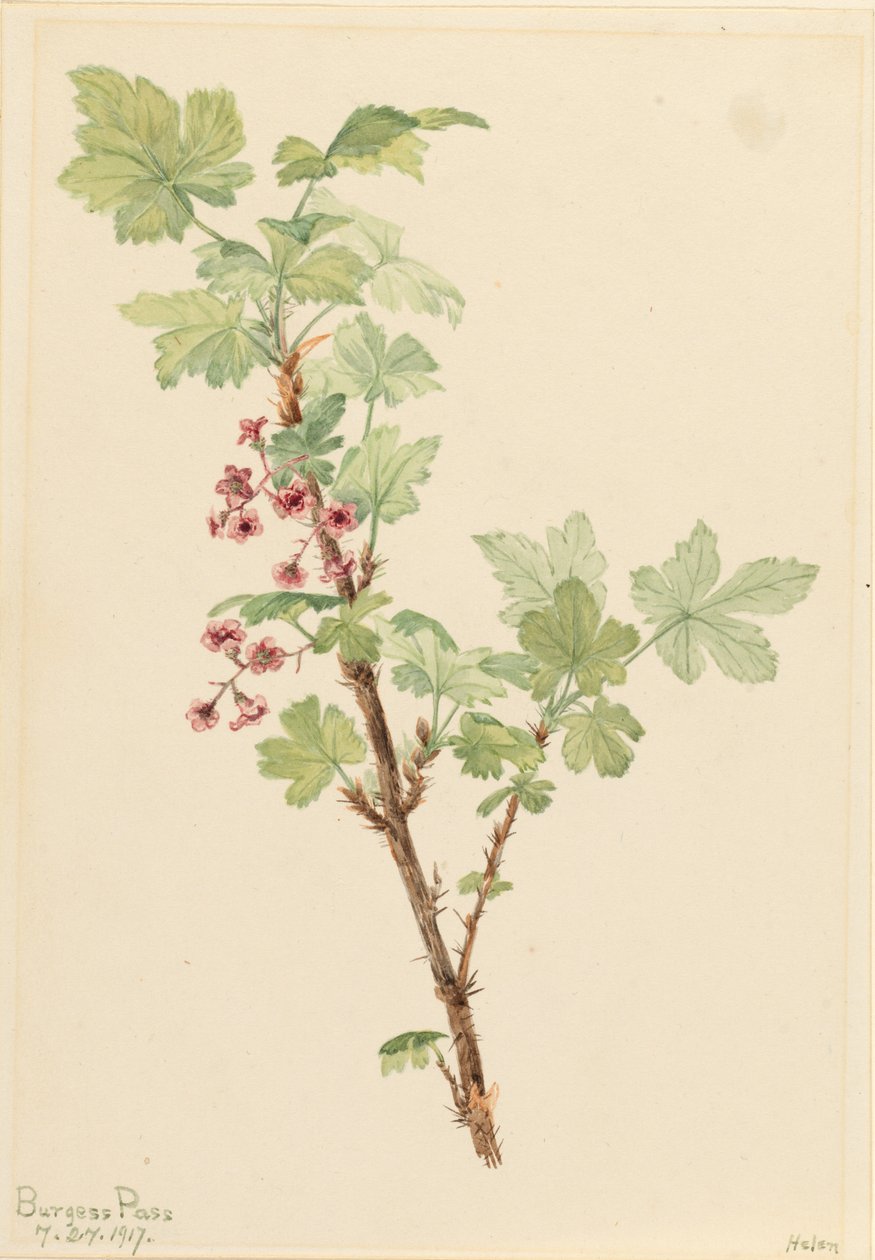 Stachelige Johannisbeere (Ribes lacustre) von Mary Vaux Walcott